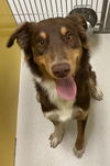 adoptable Dog in  named Cracker Jack 59995