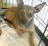 adoptable Dog in  named Twinkle Little Star 60082