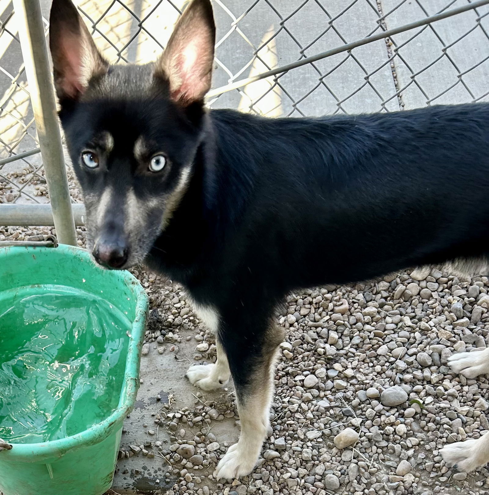 adoptable Dog in Pampa, TX named Flap Jack 60987
