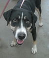 adoptable Dog in  named Samantha is Bewitching 60846