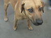adoptable Dog in pampa, TX named Shane O