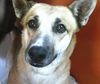 adoptable Dog in pampa, TX named Hattie Monroe 60781