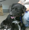 adoptable Dog in  named Thunder Moonshine 62564