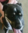 adoptable Dog in pampa, TX named Marsky Marbles 60919