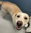 adoptable Dog in Pampa, TX named Cooper Cosmo 62660