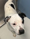 adoptable Dog in pampa, TX named Max McFries 61222