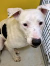 adoptable Dog in  named Chance Lotto 61226