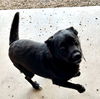adoptable Dog in  named Charlie Sheen 60970