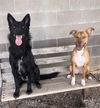 adoptable Dog in Pampa, TX named Bruno Soprano 61177