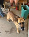 adoptable Dog in pampa, TX named Lori Little Deer 61336