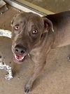 adoptable Dog in pampa, TX named Sterling Sparkles 61178
