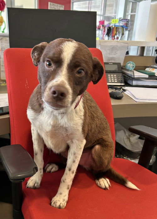 picture of the dog needing adoption