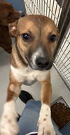 adoptable Dog in pampa, TX named Tracie Taffy 62153