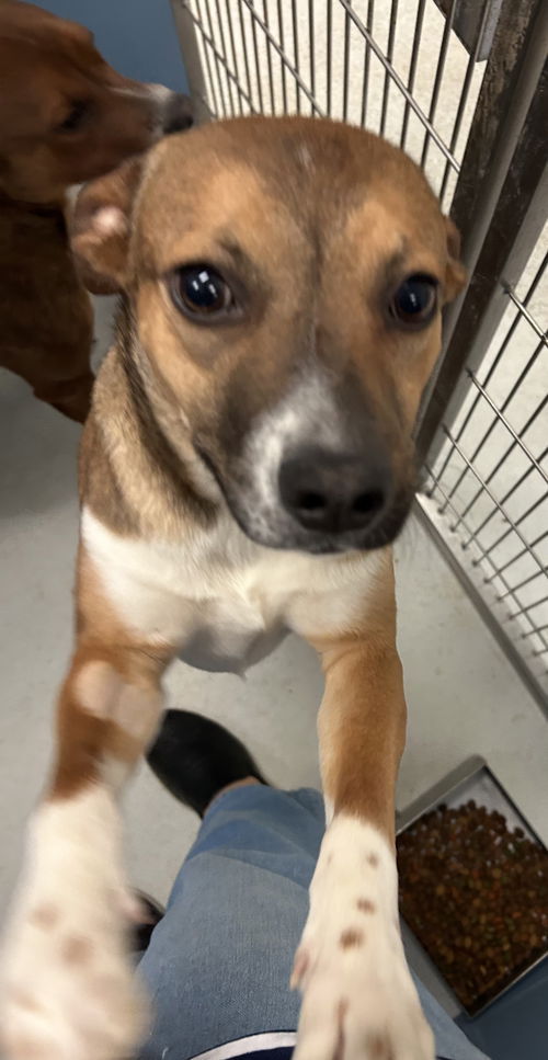 picture of the dog needing adoption