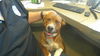 adoptable Dog in pampa, TX named Trevor High Ho Silver 62154