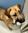 adoptable Dog in pampa, TX named Goldie Gold Digger 60985