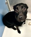 adoptable Dog in pampa, TX named Lea Billy Holiday 61078