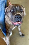 adoptable Dog in  named Clancy Vegas Paws 62446