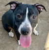 adoptable Dog in pampa, TX named Marmie Gumbo 61248