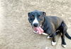 adoptable Dog in pampa, TX named Maizie Hashbrown 61249