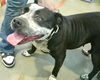 adoptable Dog in pampa, TX named Gypsy Rose Lee 62287