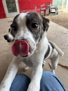 adoptable Dog in Pampa, TX named Maddie July 62363