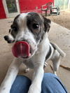 adoptable Dog in pampa, TX named Maddie July 62363