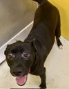 adoptable Dog in  named Lucky Charms 61352
