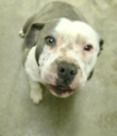 adoptable Dog in Pampa, TX named Cami Cinderella 61726