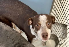 adoptable Dog in Pampa, TX named Babs Raggedy Ann 61493