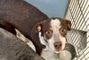 adoptable Dog in Pampa, TX named Babs Raggedy Ann 61493