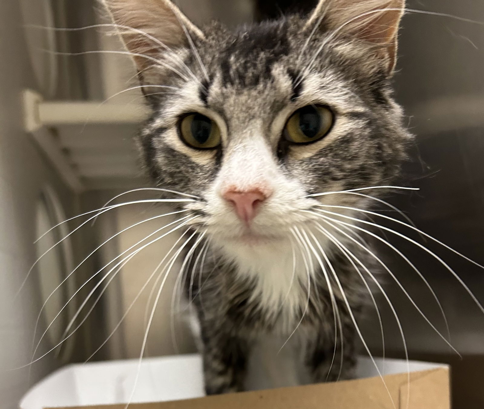 adoptable Cat in Pampa, TX named Bristol Red, White and Blue 62900
