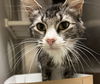 adoptable Cat in  named Bristol Red, White and Blue 62900