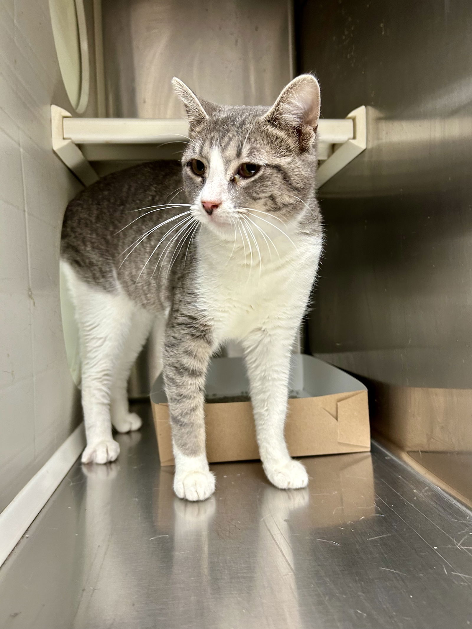 adoptable Cat in Pampa, TX named Willow Whiskers 62714
