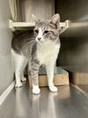 adoptable Cat in pampa, TX named Willow Whiskers 62714