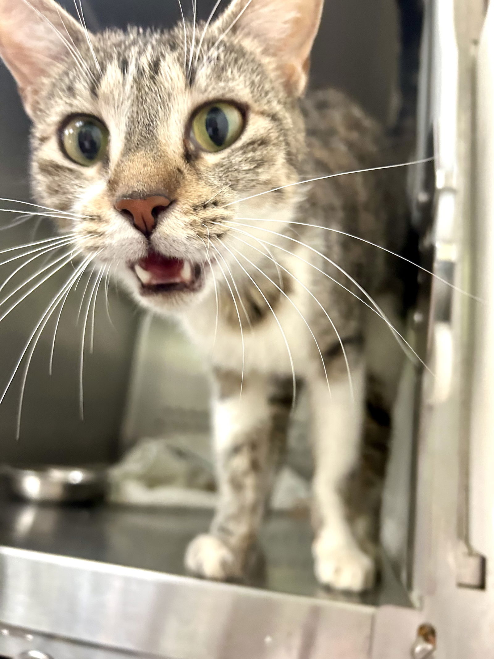 adoptable Cat in Pampa, TX named For the Love of Ivy 63054