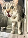 adoptable Cat in pampa, TX named For the Love of Ivy 63054