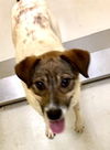 adoptable Dog in  named Nick Tanner 62286