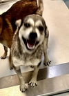 adoptable Dog in  named Ben Button 63044