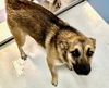 adoptable Dog in pampa, TX named Honey Bunny 63062