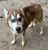 adoptable Dog in  named Lolly Pop 62461