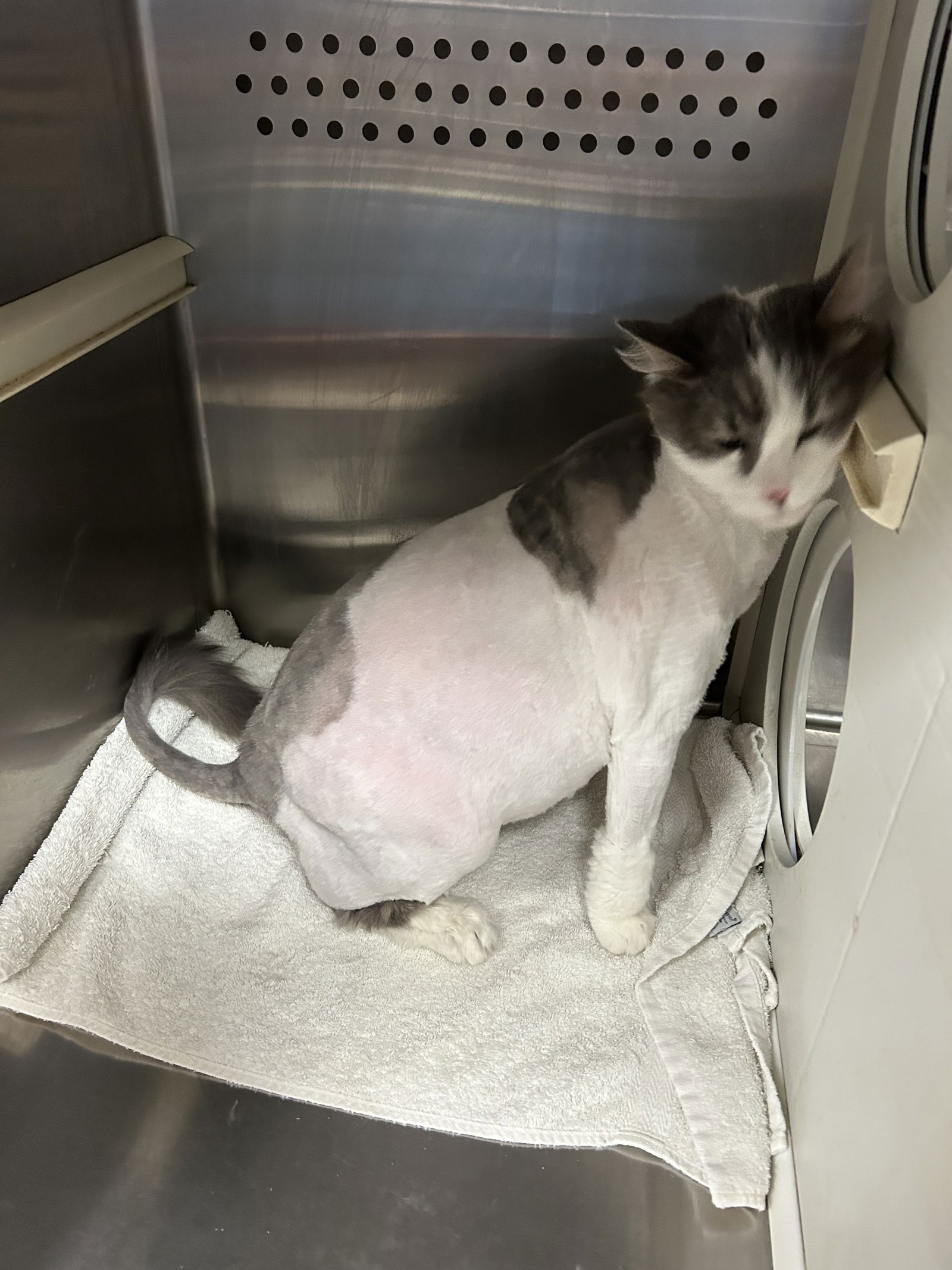 adoptable Cat in Pampa, TX named Big Boy Maverick 63164