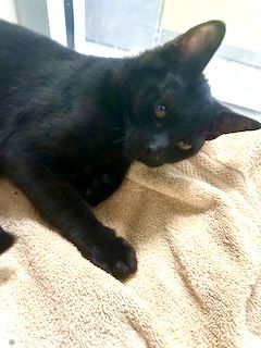 adoptable Cat in Pampa, TX named Max-A-Million 62337