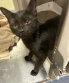 adoptable Cat in pampa, TX named Mason Gumbo 62338