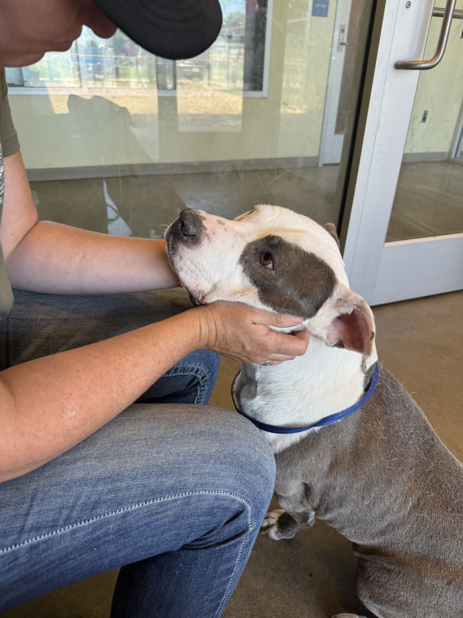 adoptable Dog in Pampa, TX named Rocky Stallone 62548