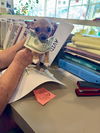 adoptable Dog in  named Jamie Java 62626