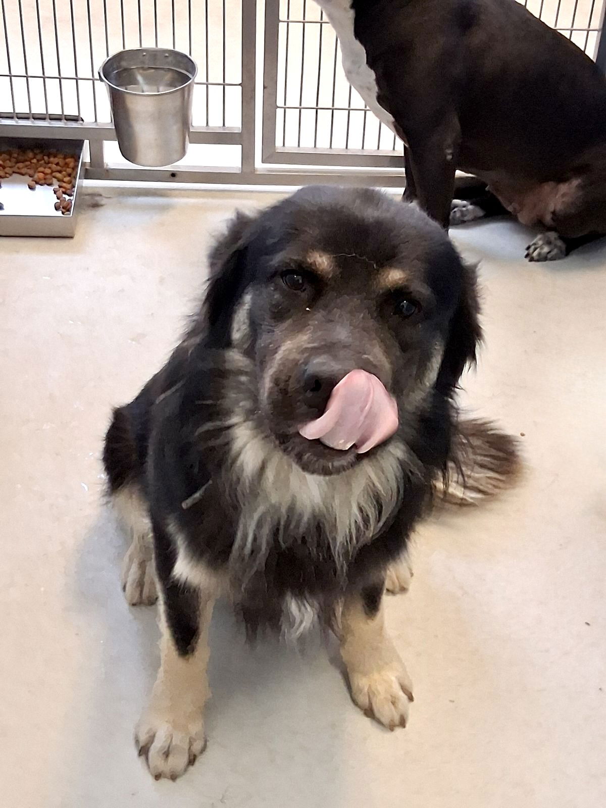 adoptable Dog in Pampa, TX named Ricky Rasta 63063