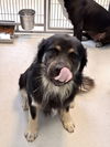 adoptable Dog in  named Ricky Rasta 63063