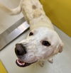 adoptable Dog in pampa, TX named Freddie Mercury 62367