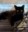 adoptable Cat in pampa, TX named Velvet Noir 63053